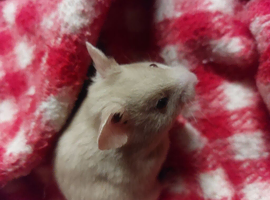 Pedigree Lines Syrian hamsters