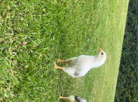 (MALE AND FEMALE PAIR)