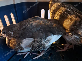 Mixed colour Male Quail