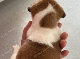 2 boys ready for loving homes
