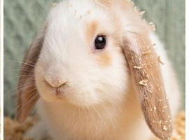 Baby mini lops
