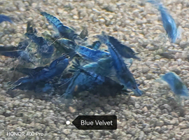 Yellow shrimp, Blue Velvet shrimp and Red Rilli shrimp &pound;2.50 each