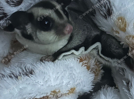 Beautiful baby male sugarglider