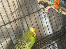 2 budgies