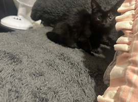 Female kitten