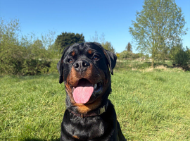 TPC Rottweiler Male Puppy