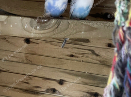 Baby budgies