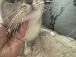 Kitten for sale  dad ragdoll  and mim british short hair