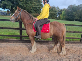 14hh 5 year old chestnut mare