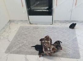 Looking For There New Home
