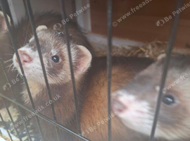 Polecat for sale