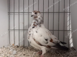 Pigeons for sale