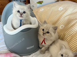 TICA registered ragdoll kittens