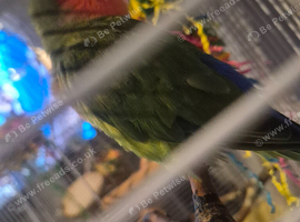 Peach faced male love bird