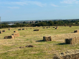 Meadow hay small square bales &pound;2 off the field