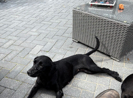 3.5 year old springador