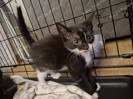 3 left!..READY NOW 6 KITTENS!!