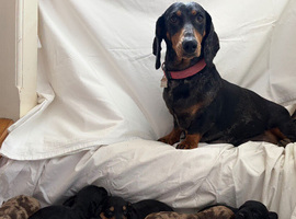 7 Beautiful Doxiepoos