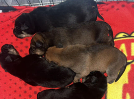 Mixed breed puppies