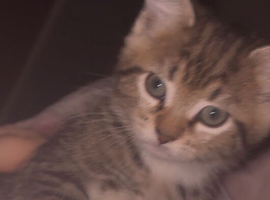 Kitten for sale