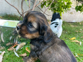 Show cocker spaniel x Shih Tzu