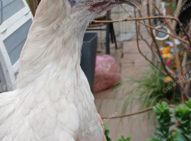 1 zombie chicken hen