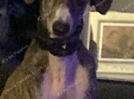 Saluki greyhound