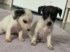 Cockapoo x jackrussell pups