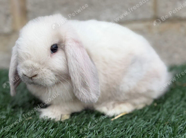 Pure breed mini lop