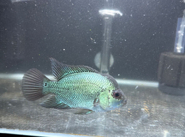 Thai silk Flowerhorn for sale Dunstable