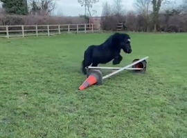 Bruno Shetland gelding