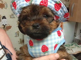 Cockerpoo