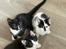 tuxedo kittens