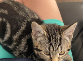 5 month small female tabby kitten