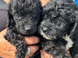 2 Beautiful Black And Black And White Cockapoos