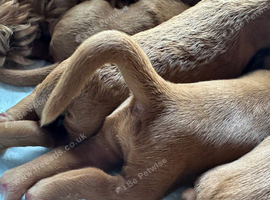 Three fox Red Cockapoo puppies
