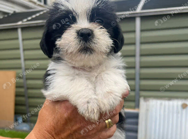 Puppy&rsquo;s for sale Shih Tzu 7 mixed litter