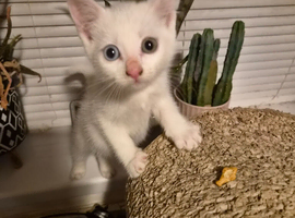 Beautiful kittens, ready now!