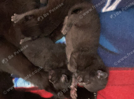 3 kittens ready 15th September
