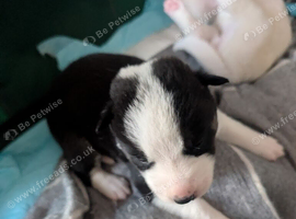 Husky pups