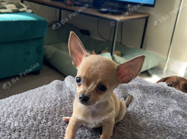 Boy chihuahua