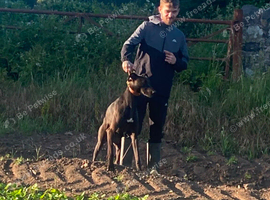 Lurcher Male