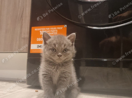 Pure Bsh kittens