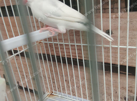 Java finches