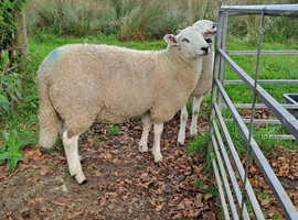 Lleyn Young Tups