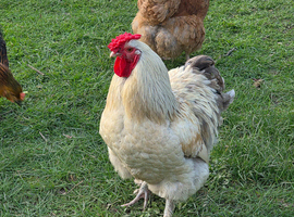 Cockerel - Brahma/Orpington Cross Cockerel