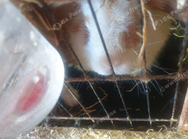 2 boy lion head  rabbits