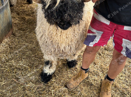 Stunning Merlin Shearling Ram for sale
