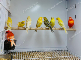 Canaries