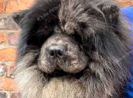 Chow chow stud
